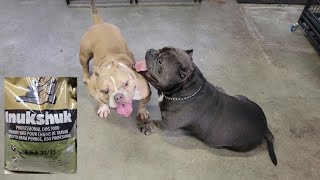 What Do You Feed Your American Bullies [upl. by Fogg257]