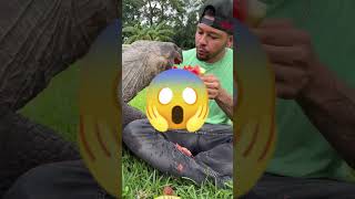 ET VOICI LINTÉRIEUR DE LA BOUCHE DUNE TORTUE 🐢 youtube youtubeshorts shorts [upl. by Inohtna]