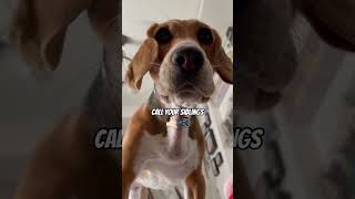 Tomorrow is not promised 🙅🏼‍♀️ dog beagle puppy pets funny shorts viralshort [upl. by Adnorrehs]