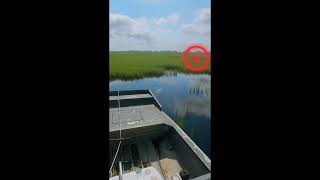 Looking for Phragmites by airboat [upl. by Dnaletak]