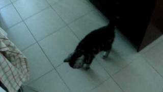 american shorthair kitty  meowing all the time [upl. by Alat992]