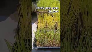 Wheat grass grow for juice and heath purpose  grass heath benefits wheat kishan 123kishan [upl. by Ydnerb]