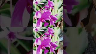 gojal Banglaviralvideo parksong music shortvideo  shortvideo viralvideo viralreelsvideo [upl. by Airotkiv]