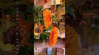 flowers 😍🌺 My hearts Stereo love status nature love flower viralvideo [upl. by Nollahs]