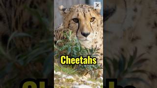 3 Rare Facts About Cheetahs You Didn’t Know 🐆 facts cheetah naturefacts animals [upl. by Erehs]