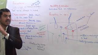 L2 Receptor and its types plus receptors in skin [upl. by Tsirhc644]