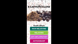 BCaryophyllene [upl. by So993]