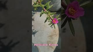 Portulaca Pilosa shorts viralshorts farming garden plants portulaca flowers flower trending [upl. by Goodrow]