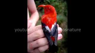 Hawaiian rainforest NATIVE bird song 22 minutes of relaxation [upl. by Asta904]