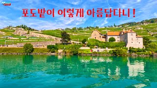 역시 스위스  아름다운 레만호수에서 바라 본 라보풍경 Swiss 브베Vevey레만호 유람선라보Lavaux스위스4K travel고화질 HDR  Switzerland [upl. by Yrac]