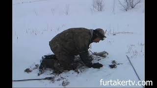 Deep Freeze Muskrat Trapping with Rich Kasper [upl. by Cory]