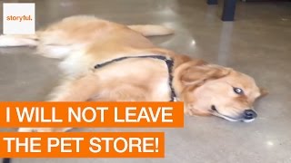 Dog Doesnt Want to Leave the Pet Store [upl. by Berke]