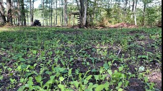 Planting Brassica Radishes New Food Plot [upl. by Annawaj]