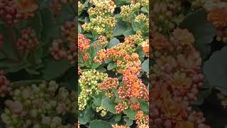 BEAUTIFUL KALANCHOE FLOWERS flowers plants kalanchoe beautiful 500subs YouTube [upl. by Lehacim]