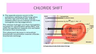 CHLORIDE SHIFT [upl. by Manella]