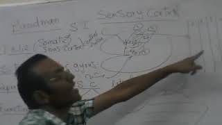 Sensory cortex part 1 Dr Mohamed Fayez [upl. by Kristian]