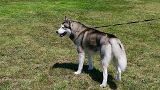 How to Groom an Alaskan Malamute  A Comprehensive Guide [upl. by Elauqsap]