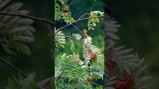 Why Scarlet Tanagers are the Coolest Birds [upl. by Ardeen]