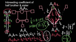 Inbreeding coefficient of half brother and sister [upl. by Ambur]