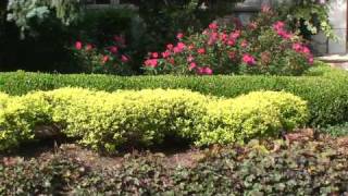 How To Choose Deer Resistant Plants And Shrubs  New Jersey [upl. by Auohc]