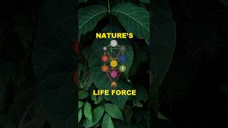 Netzach Nature’s Life Force sephiroth magick occult [upl. by Rilda]