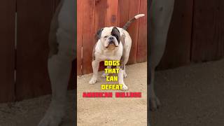 Dogs that can defeat American bulldog youtubeshorts dogbreed ytshorts [upl. by Drareg773]