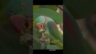 Alexandrine parakeet feeding on an Indian almond fruit parakeet feeding shorts birdphotography [upl. by Kling115]