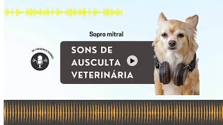 Sopro mitral em cães  EP 4 [upl. by Apollo]