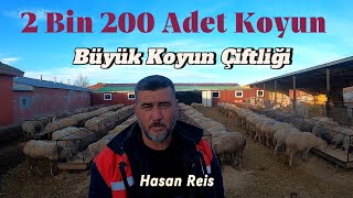 2 Bin 200 Adet Koyun ile Bölgenin En Büyük Koyun Çiftliği  Hasan Reis hayvancılık çiftlik koyun [upl. by Hayley426]