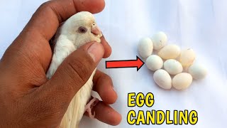 Egg candling of budgies parrot amp budgie egg infertile how to check fertile and infertile eggs [upl. by Limbert]