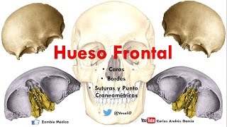 Anatomía  Hueso Frontal Caras Bordes Puntos Craneométricos [upl. by Rowena419]