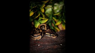 Ball Python first time eating a fuzzy  Feeding video [upl. by Gabriello]