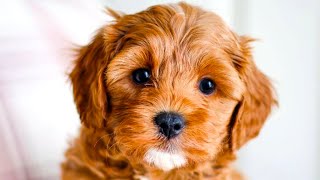 Cavapoo  The Ultimate Top 10 Pros and Cons Guide [upl. by Washburn]