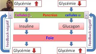 La régulation de la glycémie 1BAC SC EX BIOFتنظيم تحلون الدم [upl. by Aneekahs]