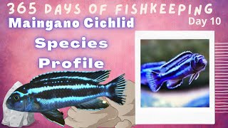 How to Maingano Cichlid  Care Guide [upl. by Lianne752]