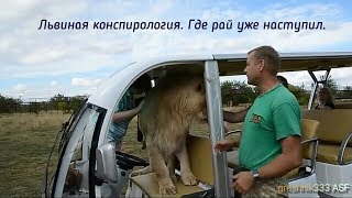 Львиная конспирология Где рай уже наступил [upl. by Eskil]