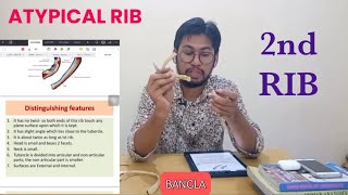 Second Rib Anatomy Bangla Demo [upl. by Gere198]