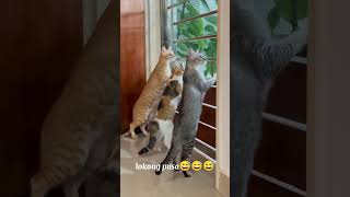 Chismosang pusa😅😅😅cute cat catlover entertainment cute [upl. by Analart]