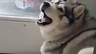 husky scream [upl. by Marchelle]