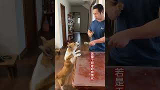 Dogs practice vocalization exercises Level 10 of dog language Level 10 of dog language helps own [upl. by Enirok]