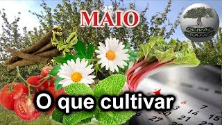 Saiba o que cultivar na sua horta em MAIO [upl. by Llecrep932]