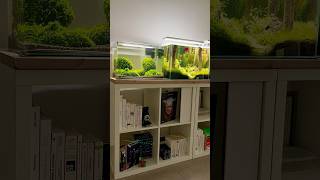 Shrimp Aquarium aquarium aquascape aquascaping fishtank shrimp moss aquariumhobby [upl. by Aiekram150]