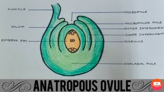 How to draw ANATROPOUS OVULE easily  Class 12 BIOLOGY [upl. by Imhsar]