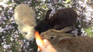 Okunoshima Japans Rabbit Island [upl. by Lissa]