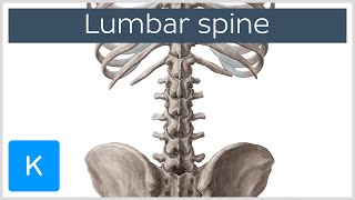 Lumbar Spine Anatomy and Function  Human Anatomy  Kenhub [upl. by Clarance]