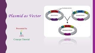 Plasmid as Vector  Biotechnology Principles amp Processes Part 4  Biology Class 12  Hindi [upl. by Atinel]