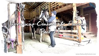 Introducing a Gaited Horse to Contact amp Flexions Part 2 GaitedHorse [upl. by Adnerad]