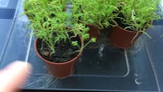 Camomile tea seeds plants update 3 months [upl. by Ellenahs228]