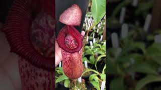 Nepenthes ventricosa x robcantleyi BE 3923 [upl. by Nicholas]