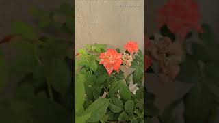 All shades are beautiful Nature Flowers Birds trending viral shorts yt mornings ytshorts [upl. by Ggerg193]